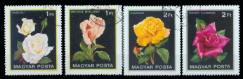 moti1572.jpg (20564 Byte)