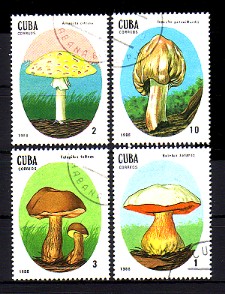 moti1609.jpg (36974 Byte)
