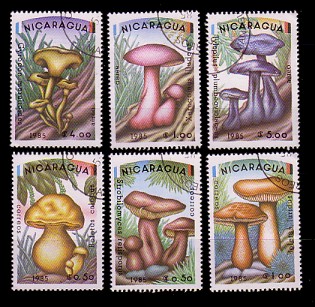 moti1611.jpg (54948 Byte)
